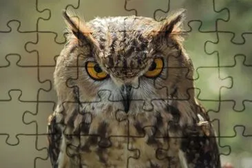 Owl jigsaw puzzle