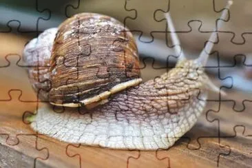 Imagem jigsaw puzzle