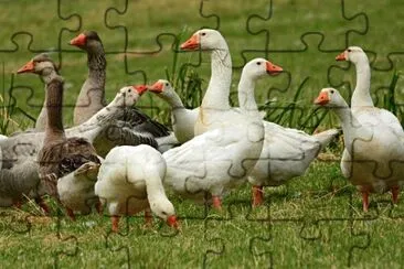 Imagem jigsaw puzzle