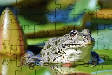 Imagem jigsaw puzzle
