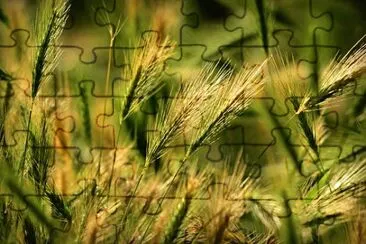 Imagem jigsaw puzzle