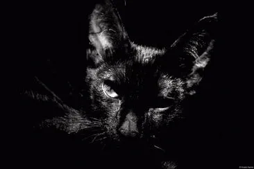 Black and White
