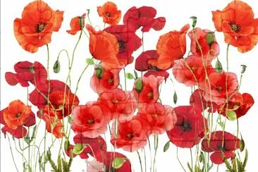 Coquelicots