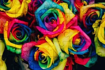 Roses