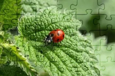 פאזל של Nature