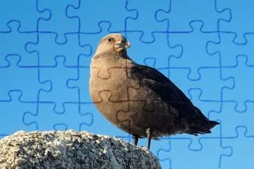 South polar skua jigsaw puzzle