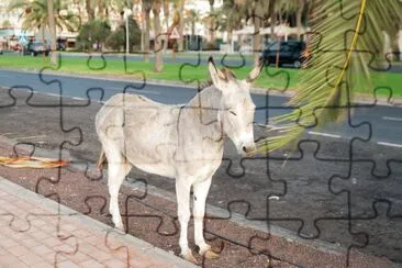 Majorera donkey jigsaw puzzle
