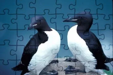 Imagem jigsaw puzzle