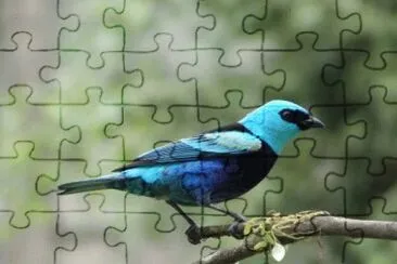 Imagem jigsaw puzzle