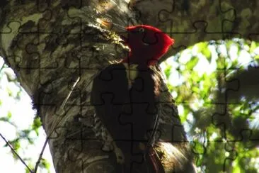Imagem jigsaw puzzle