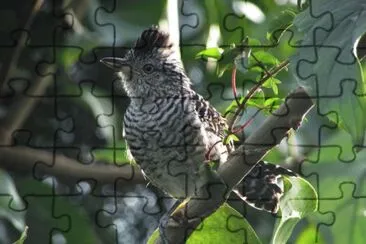 Imagem jigsaw puzzle