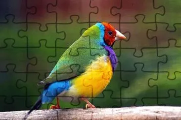 Imagem jigsaw puzzle