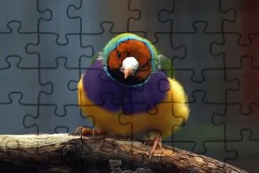Imagem jigsaw puzzle