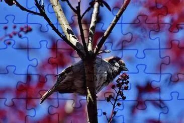 Imagem jigsaw puzzle
