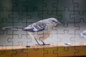 Imagem jigsaw puzzle