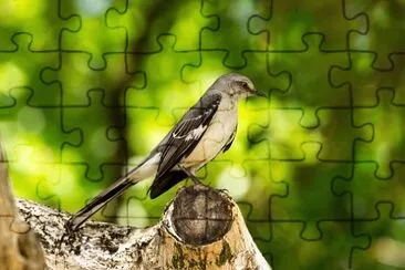 Imagem jigsaw puzzle