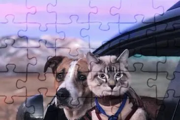Dog   Cat