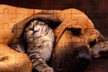 Dog   Cat