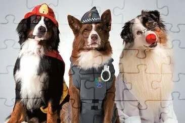Dogs