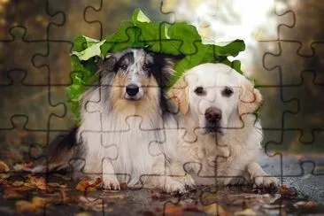dogs