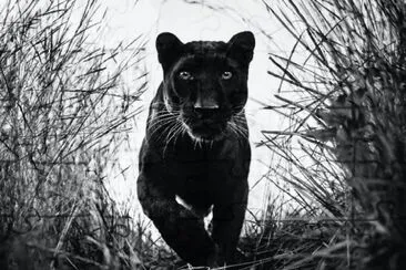 Black and White jigsaw puzzle