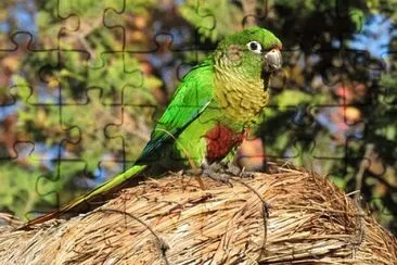 Imagem jigsaw puzzle