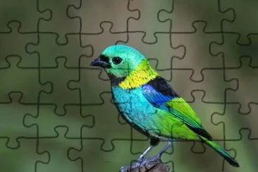 Imagem jigsaw puzzle