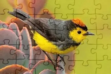 Imagem jigsaw puzzle