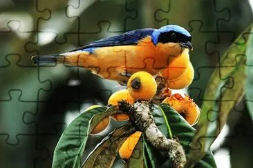 Imagem jigsaw puzzle