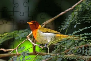 Imagem jigsaw puzzle