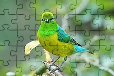 פאזל של Imagem