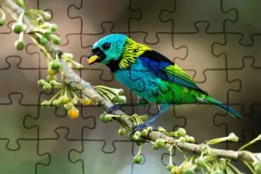 Imagem jigsaw puzzle