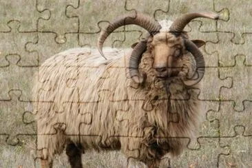 Navajo churro jigsaw puzzle
