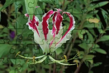 Gloriosa