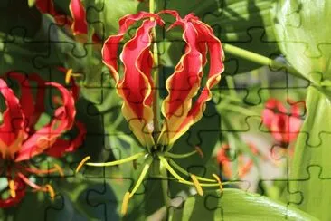 Gloriosa