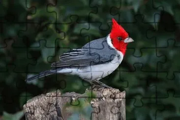פאזל של Imagem