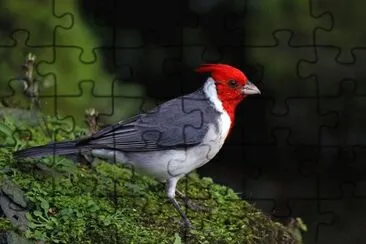 Imagem jigsaw puzzle
