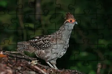Imagem jigsaw puzzle