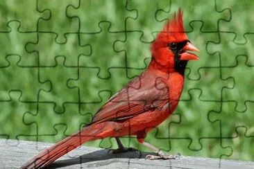 Imagem jigsaw puzzle