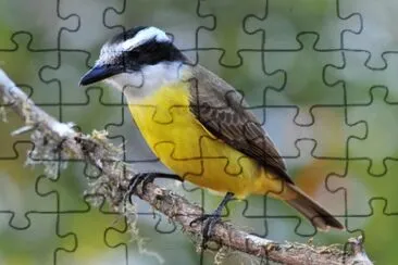 Imagem jigsaw puzzle