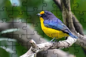 Imagem jigsaw puzzle