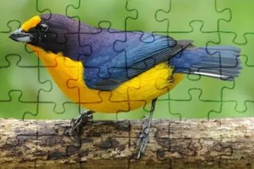 Imagem jigsaw puzzle