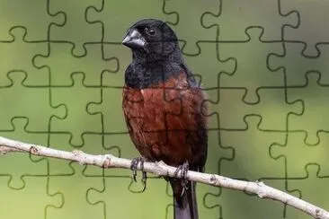 Imagem jigsaw puzzle