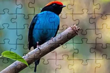 Imagem jigsaw puzzle