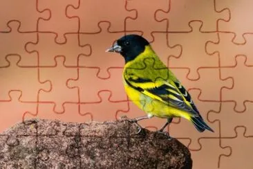 Imagem jigsaw puzzle