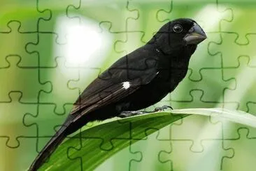 פאזל של Imagem