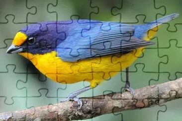 פאזל של Imagem