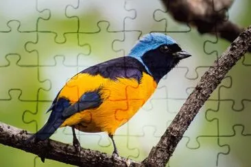 פאזל של Imagem