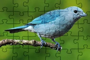 Imagem jigsaw puzzle