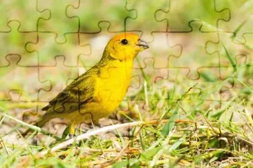 Imagem jigsaw puzzle